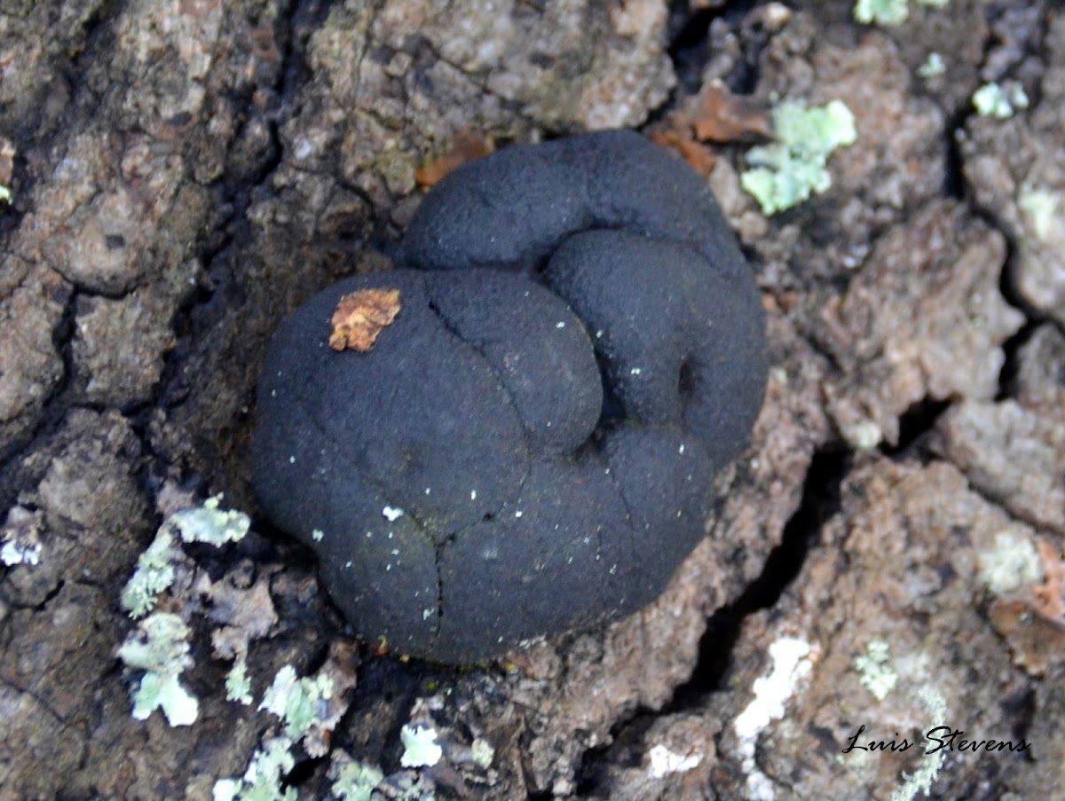 Coal fungus