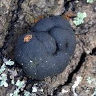 Coal fungus