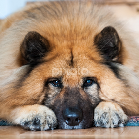 Patiently Waiting by E.g. Orren - Animals - Dogs Portraits