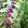 Purple Beautyberry