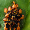 Large milkweed bug