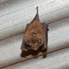Eastern horseshoe bat