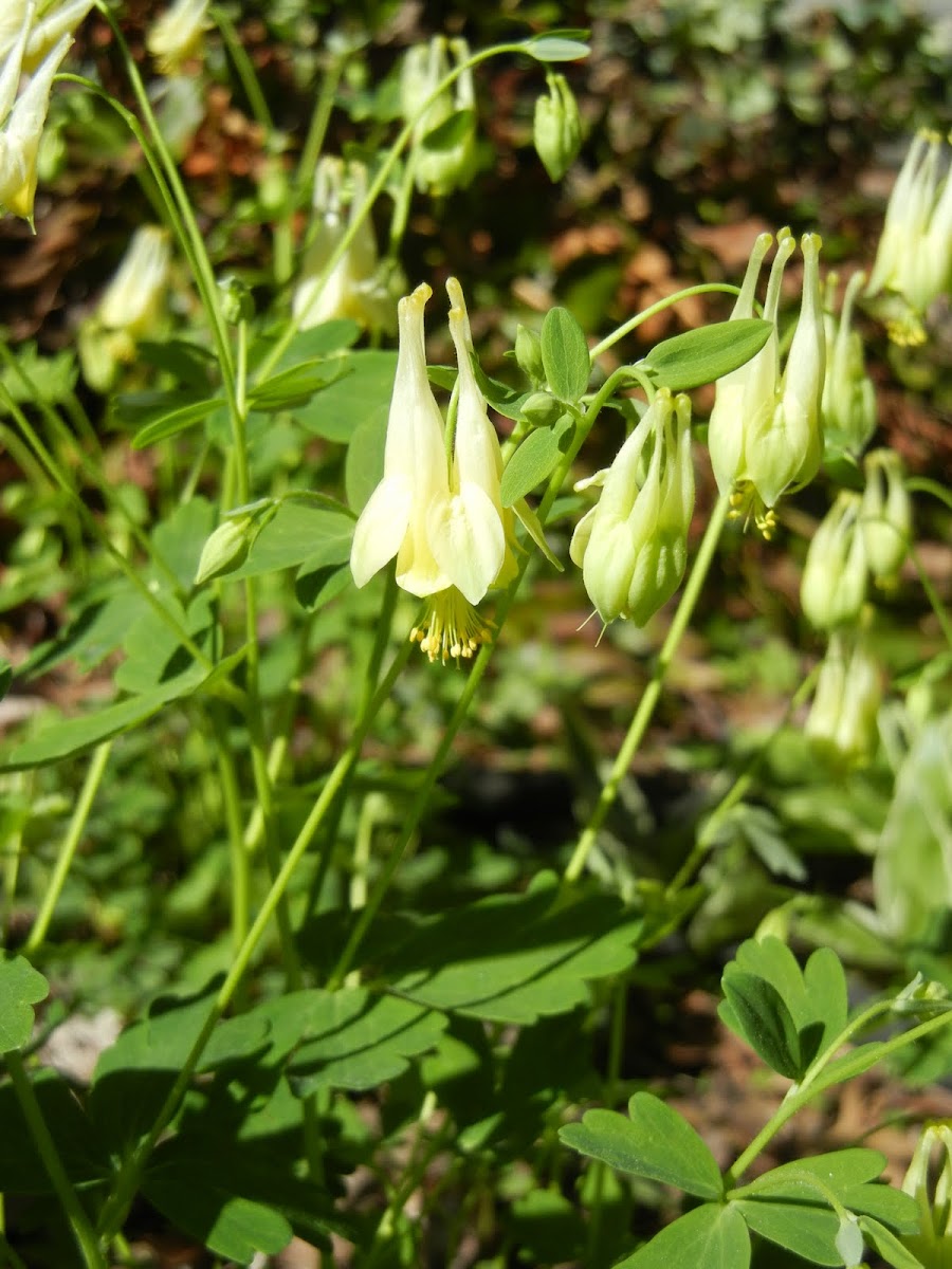 columbine