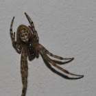 Walnut Orb Weaver Spider
