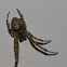 Walnut Orb Weaver Spider