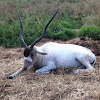 Addax