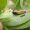 Larva marmalade hoverfly. Mosca cernidora
