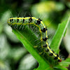 Transverse Moth Caterpillar