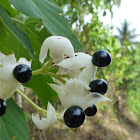Clerodendrum villosum fruits