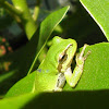 pacific tree frog