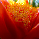 Paintbrush Lilly