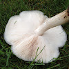 Fawn mushroom