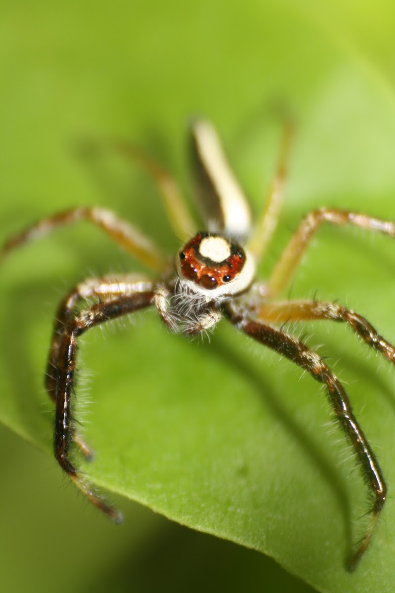 Two Striped Jumping Spider(Male)