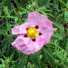 Orchid Rock Rose