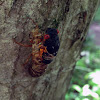brood II cicada