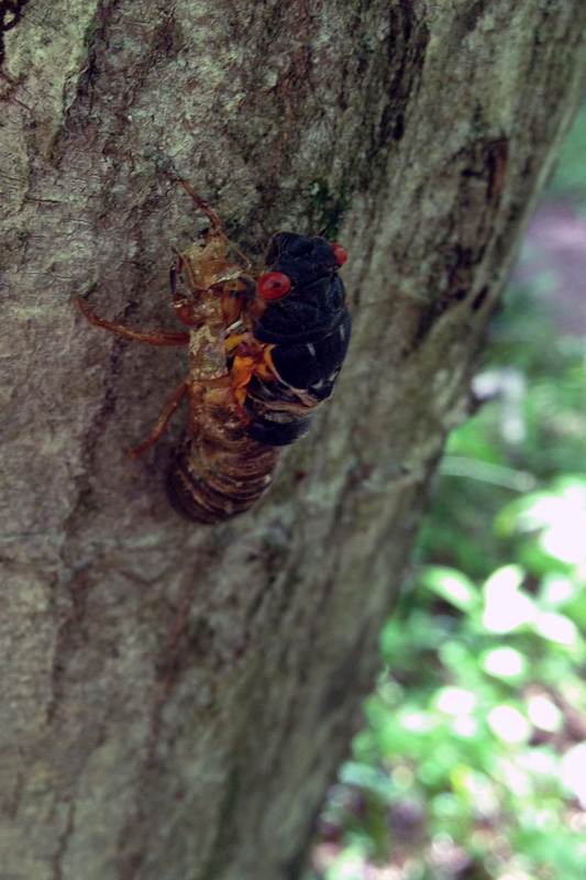 brood II cicada