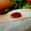Larva of Zygaenid Moth