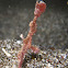 Delicate Ghost Pipefish