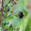 Red tailed bumble bee