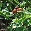 Red Wasp (taking a caterpillar)