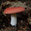 Red-cap Russula