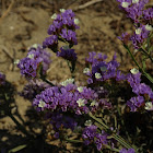 California Sea Lavender