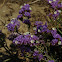California Sea Lavender