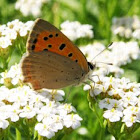 Small copper (closed wings)