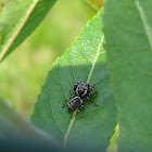 Peppered Jumper (male)