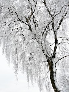 Lastest Winter Images APK for PC