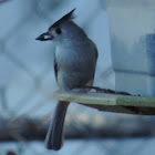 Black-crested Titmouse