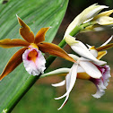 Queensland Swamp Orchid