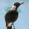 Australian Magpie (adolescent)