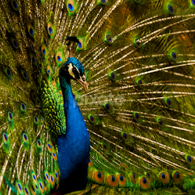 hail the queen by Jo  Redcape - Animals Birds