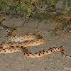 Gopher Snake