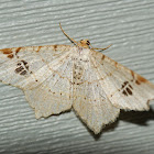 Common Angle Moth