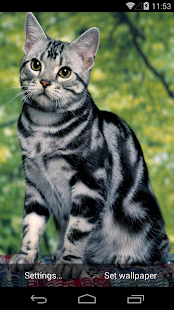 Cute Cats Live Wallpapers(圖6)-速報App