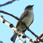 Eastern phoebe