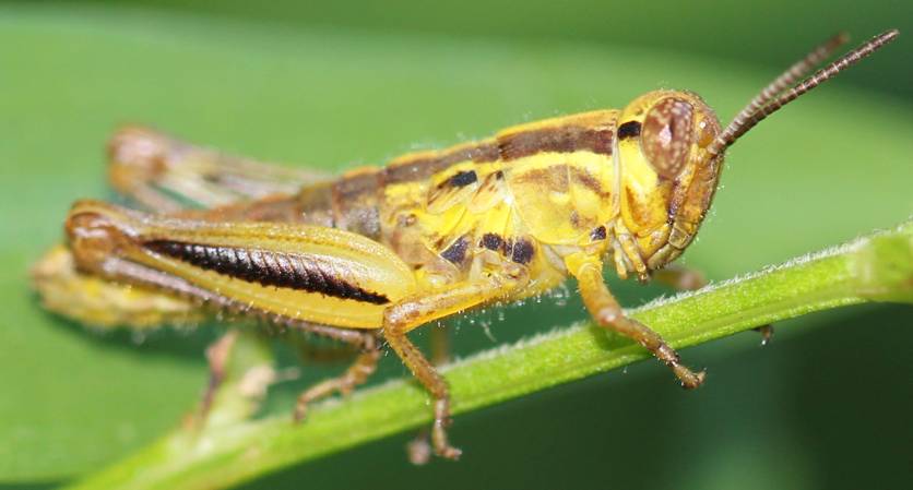 small yellow grasshopper