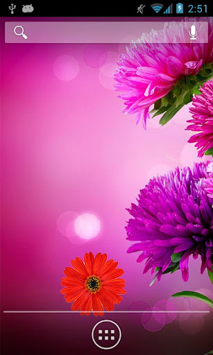 Pink Gerbera