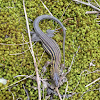 Six-lined Racerunner