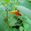 Jewelweed or Touch-me-not