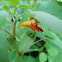 Jewelweed or Touch-me-not