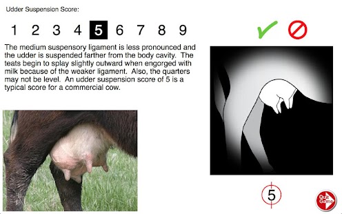 Free Udder & Teat Scoring Beef Cows APK
