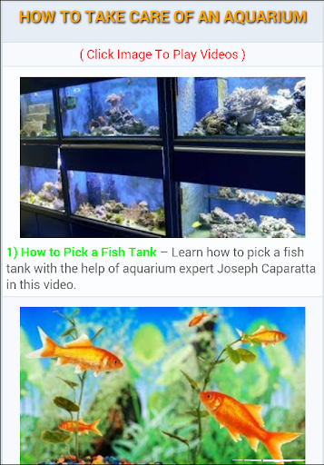 Take Care of an Aquarium