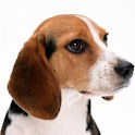 Dogs Jigsaw Puzzle