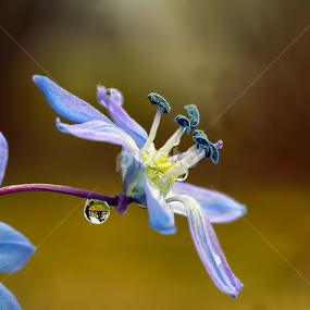 by Jane Bjerkli - Flowers Flowers in the Wild