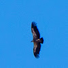 Griffon Vulture; Buitre Leonado