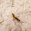 Oak Eggar/Northern Eggar