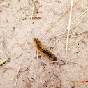 Oak Eggar/Northern Eggar